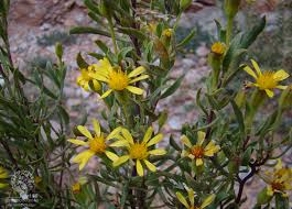 Image result for Hertia