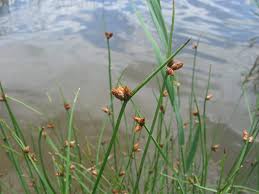 Image result for Schoenoplectus sp.no.3