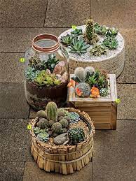 Cactus garden in 6″ glazed ceramic container. 15 Awesome Mini Cactus Gardens Mini Cactus Garden Outdoor Cactus Garden Succulents