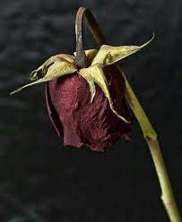 The Beast Dying Flowers Flowers Photography Wilted Flowers