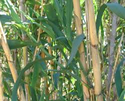 Image result for Arundo donax