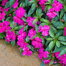Image result for Impatiens irvingii