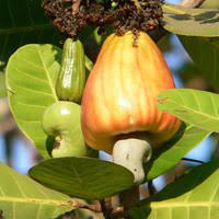 Must be roasted outdoors because fumes are irritating. Tropical Fruit Caldwell Nursery