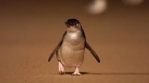 Little Penguin Photo Gallery Phillip Island Nature Parks Phillip Island Nature Parks