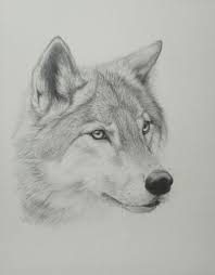Black And Grey Wolf Drawing Supposed To Cross Hatch It Oh Forget It I Ll Just Sketch It Wolf Drawing Animal Drawings Step By Step Drawing