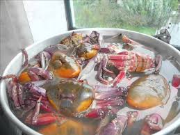 Los cangrejos de rió son de carne delicada pero mas pequeños, por lo que se calculan 10 0o 12 por persona. Como Preparar Cangrejos Youtube