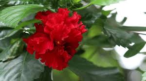 Carobs respond to n fertilization by increasing pod yield (lloveras and tous 1992). Hd 1080p Macro Time Lapse Stock Footage Video 100 Royalty Free 9130625 Shutterstock