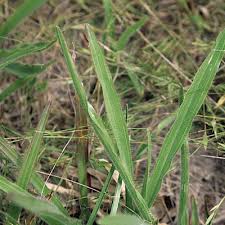 Image result for Axonopus