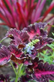 Image result for Coleus tetragonus