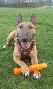 What You Mean No Eat That S Why I Has It English Bull Terriers Bull Terrier Bully Dog