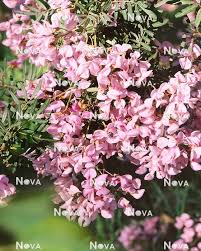 Image result for Virgilia