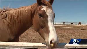 Equine rescue in need of donations to continue taking care of horses amid  coronavirus pandemic