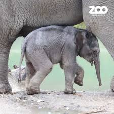 Download Baby Elephant Calf Makes Public Splash At Danish Zoo Zenger News