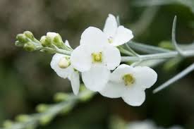 Image result for Gomphostigma