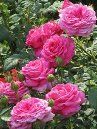Pin Di Miraymaria Su Flowers Is My World Composizioni Floreali Fiori Floreale