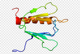 Untuk mendapatkan asupan protein yang cukup setiap hari, kamu bisa menikmati makanan yang bersumber dari hewan maupun tumbuhan dengan rasa yang. Faktor Transkripsi Ii H Gtf2h1 Protein Complex Gene Lainnya Lain Lain Protein Kompleks Protein Png Pngwing