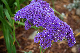 Image result for Limonium sinuatum