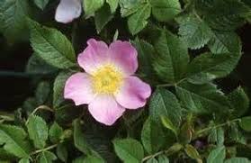 Eglantier Fleur De Bach Ecosia Fleurs De Bach Arbuste Fleurs