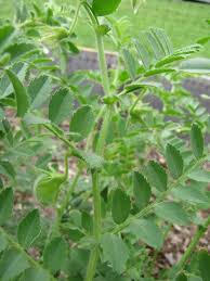 Image result for Cicer arietinum