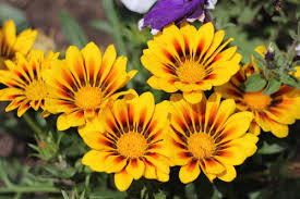 148 free images of gazanie. Gazanien Die 10 Besten Pflege Und Pflanztipps Mittagsgold