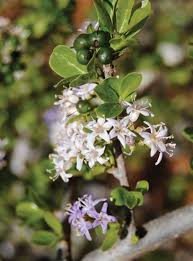 Image result for Stenostelma corniculatum