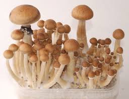 Psilocybin does not bruise blue, the species of mushroom known as liberty caps don't bruise blue because it contains no psilocin, but still is an popular magic species to forage). All You Need To Know About The Thai Magic Mushroom Magic Mushrooms Shop Blog