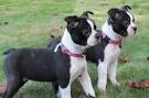 Boston Terrier Mix Puppies For Sale | Greenfield Puppies