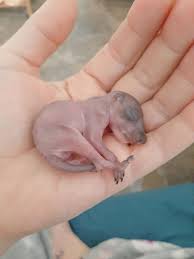 How To Rescue Care For An Orphaned Baby Squirrel
