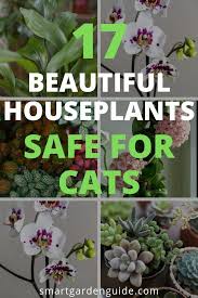 17 Beautiful Houseplants Safe For Cats The Most Beautiful Flowering And Non Flowering Indoor Plants That Ar Houseplants Safe For Cats Easy House Plants Plants