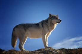 Download hd wolf photos for free on unsplash. Free Wolf Pictures Free Stock Photos Download 54 Free Stock Photos For Commercial Use Format Hd High Resolution Jpg Images