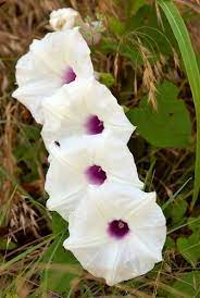 Pin On Morning Glories