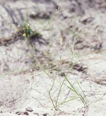 Image result for Limeum