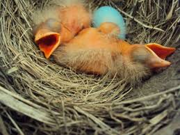 Baby Robins Daily Photos From Egg To Empty Nest Happy