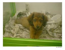 En genei sabemos que comparar precios para conseguir las tarifas de envíos más baratas es difícil. Precios De Perros Mundoanimalia Com