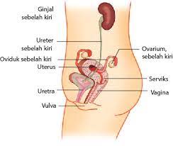 Bagian Bagian Organ Reproduksi Wanita Dan Fungsinya Myrightspot Com