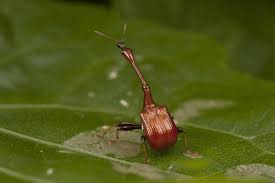 Image result for Dichaetanthera