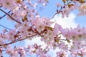 These trees are usually around 12 feet tall, but they can sometimes grow as high as 20 feet. 22 Different Types Of Cherry Blossoms And Interesting Facts Ornamental Cherry Cherry Tree Varieties Flowering Cherry Tree