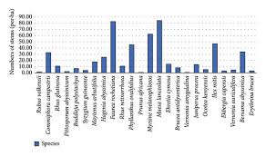 Image result for Pittosporum abyssinicum