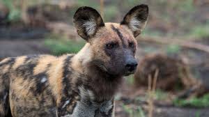 Males and females may be up approximately between 39.6 pounds and 79.2 pounds. Storm Ciara Wild Dogs Kill Animals After Escaping Enclosure Bbc News