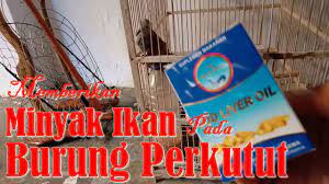 Menurut american heart association dan sejumlah uji klinis. Memberikan Minyak Ikan Pada Burung Perkutut Merbuk Perkutut Kalung Tempuk Kemben Youtube