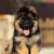 Cute Long Haired German Shepherd Puppy
