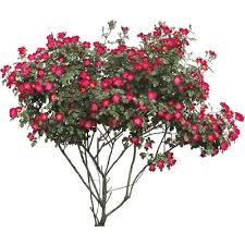 Red Flowers Bush Flower Png Images Flowering Trees Colorful Shrubs