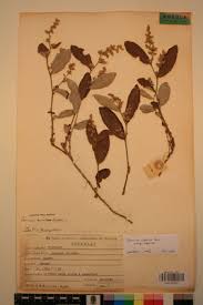 Image result for Parinari capensis