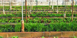 21 Of The Best Small Scale Farming Ideas Grocycle In 2021 Urban Farming Farm Herb Farm