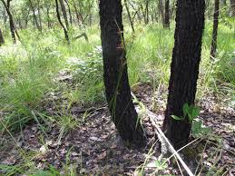 Image result for Paropsia brazzeana