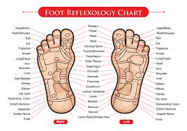 Foot Reflexology Chart Vector Download Free Vectors