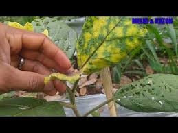 Penyakit kuning adalah penyakit yang ditandai dengan kulit dan bagian putih mata tampak ciri dan gejala penyakit kuning. Cara Mengatasi Hama Dan Penyakit Tanaman Terong Part 1 Virus Gemini Daun Bule Kutu Kebul Youtube