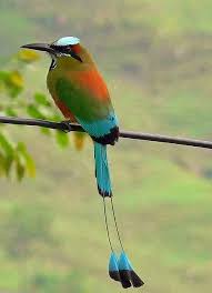 La flor nacional, el ave nacional, el mamifero nacional, el árbol nacional y el mapa nacional. Torogoz Talapo Ave Nacional De El Salvador Beautiful Birds National Bird Pet Birds