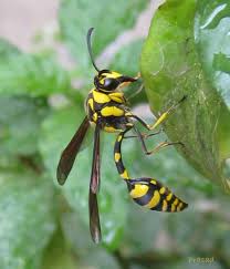 All Black Bug That Looks Like A Wasp Treknature Yellow Black Wasp Photo Wasp Bugs And Insects Types Of Bees