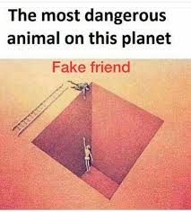 He Wouldn T Use The Ladder Have You Ever Had A Fake Friend How Long Did It Take You To Find Out 9j Fake Friend Quotes Fake Best Friends Fake Friends